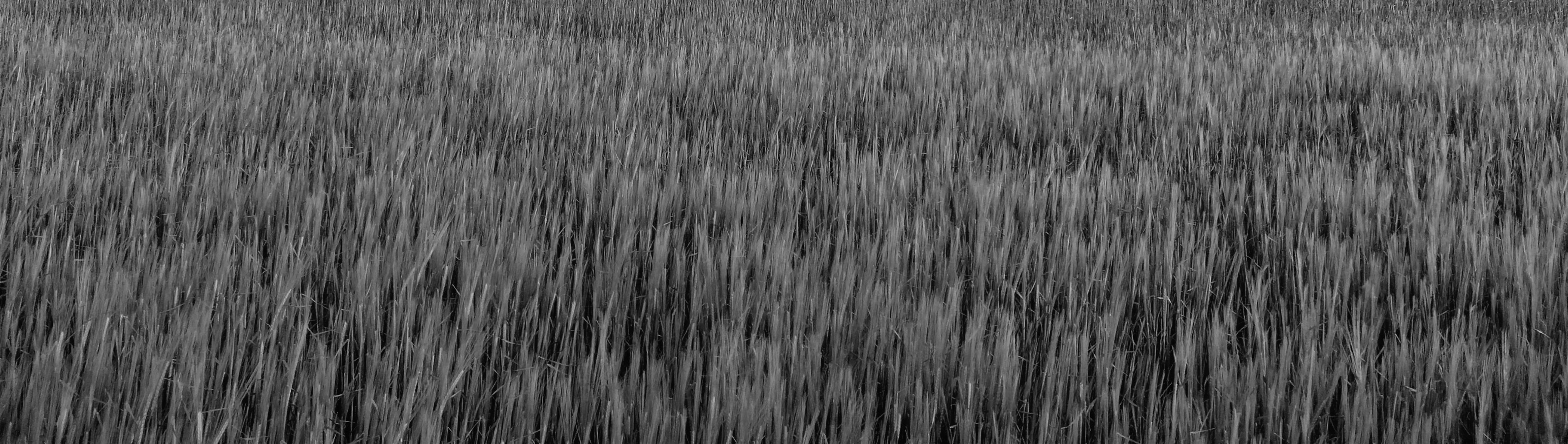 Rainmesh by BIRCO